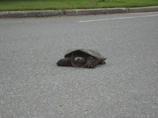 mean turtle